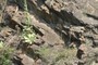 Basal Sandstone