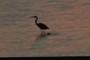 Blue Crane