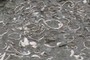 Fossils