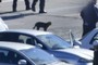 Black cat