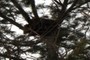 squirrel nest