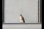 Falcon?