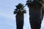 Unshaved palms