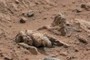 Fossils