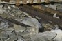 "Mochyn" rails
