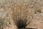 grass plant