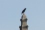 bird snapshot