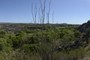 Ocotillo