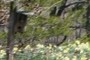 Birdhouse