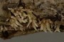 Eriomycopsis state 