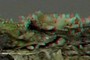 young apothecium 