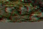 Schizoxylon sp. 