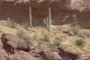 Perched Saguaro