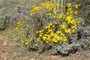 Brittlebush