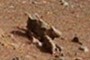 Dino Head