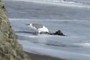 Seagull