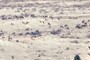 Elk Herd