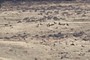 Elk Herd