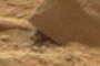 Prairie Dog