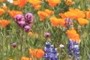 Abundant colors