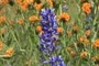 Lovely Lupine