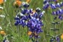 Lupines