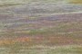 Colorful Carpet