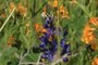 Lonely Lupine