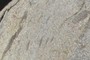 Sierran Granite