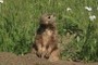 Dramatic Prairie Dog