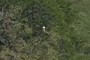 A raptor?