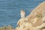 Hawk