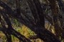 decayed stems