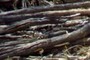 Creosote wood