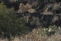 pahoehoe & cacti