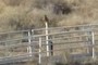 Bird on post