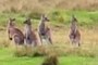 Bunch of 'Roos
