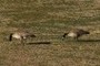 2 Geese