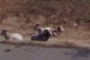 rocky mountain bighorn sheep
