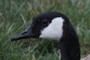 this canada goose