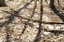 afternoon shadows