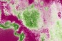 Green NDVI