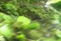 wind