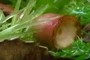 fruit