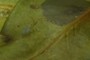 Collembola
