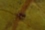 insect