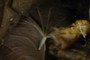 seed