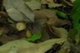 VERY dry leaf litter