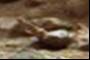 worm