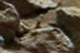 more worms